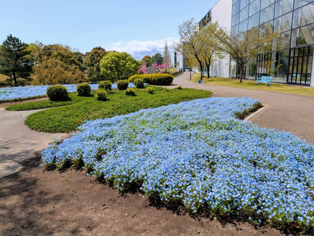 「るるパーク」の敷地内で撮影された、ネモフィラの青い花が一面に咲く春の花壇の様子。右側にはガラス張りの建物と青いベンチが見え、奥にはピンク色の花や新緑の木々が広がる。